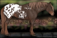 Horse Color:Liver Chestnut Appaloosa 