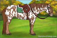 Horse Color:Chestnut Appaloosa 
