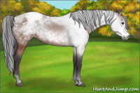 Horse Color:Gray Bay Snowcap 