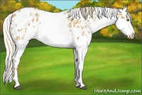 Horse Color:Palomino Roan Appaloosa and Palomino Roan Appaloosa
