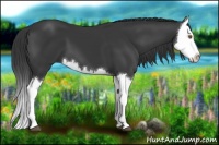 Horse Color:Black Splash