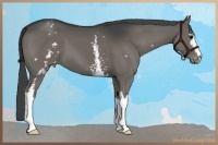 Horse Color:White Spotted Grullo Appaloosa