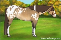Horse Color:White Spotted Bay Dun Appaloosa Rabicano 