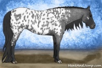 Horse Color:Blue Roan Near Leopard 
