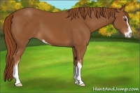 Horse Color:Chestnut Sabino