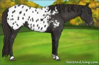 Horse Color:Liver Chestnut Appaloosa