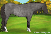 Horse Color:Smoky Blue Roan Rabicano 