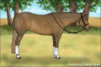 Horse Color:Chocolate Palomino Rabicano