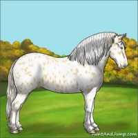 Horse Color:Palomino Appaloosa