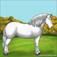 Horse Color:Gray Grullo Sabino Splash Rabicano 