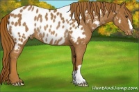 Horse Color:Chestnut Near Leopard Rabicano