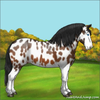 Horse Color:Bay Splash Appaloosa