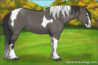 Horse Color:Grullo Sabino Splash Tobiano 