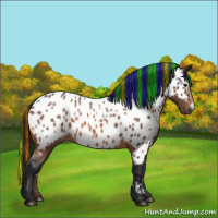 Horse Color:Painted Bay Appaloosa