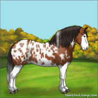 Horse Color:White Spotted Bay Splash Blanket 