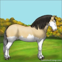 Horse Color:Bay Dun Splash 