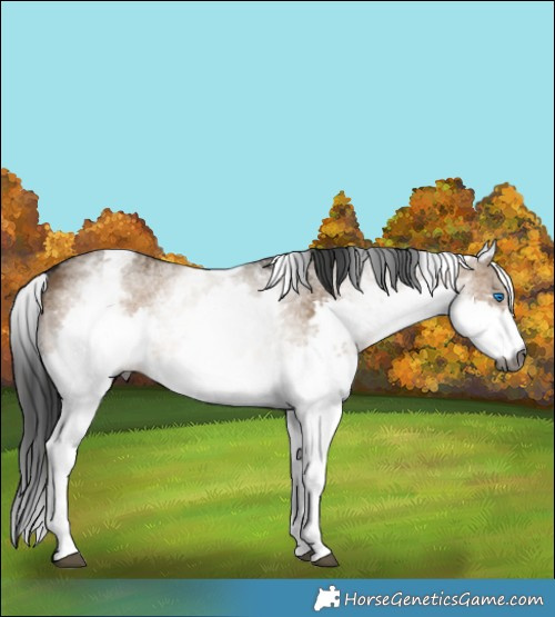 Horse Color:Gray White Spotted Bay Dun Splash Rabicano 