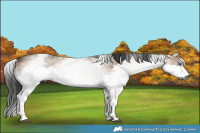 Horse Color:Gray White Spotted Bay Dun Splash Rabicano