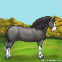 Horse Color:Grullo Splash Appaloosa 