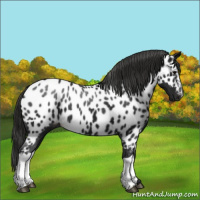 Horse Color:Gray Black Near Leopard