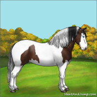Horse Color:Gray Bay Splash Tobiano 