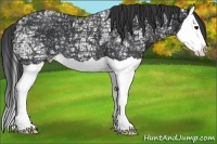 Horse Color:Black Ice Splash Appaloosa 