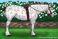 Horse Color:Bay Ice Sabino Splash Appaloosa  and Black Ice Sabino Splash Appaloosa 