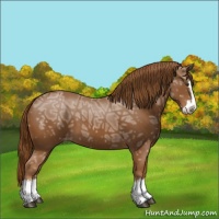 Horse Color:Chestnut Ice Sabino Splash Appaloosa 