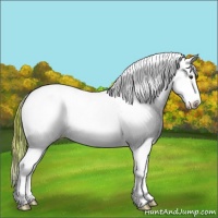 Horse Color:Plaid  Red Dun Sabino Splash Appaloosa 