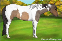Horse Color:Buckskin Roan Tobiano