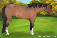 Horse Color:Buckskin Roan 