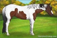 Horse Color:Brown Tobiano