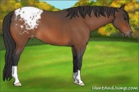 Horse Color:Bay Roan Appaloosa