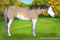 Horse Color:Buckskin Roan Splash 
