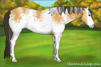 Horse Color:White Spotted Buckskin Roan 