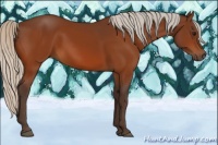 Horse Color:Silver Bay 