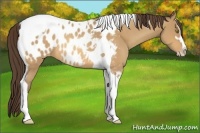 Horse Color:Amber Champagne Sabino Tobiano Appaloosa Rabicano 
