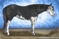 Horse Color:Black and Black Splash