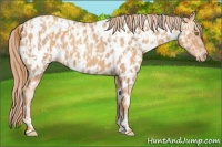 Horse Color:Gold Champagne Appaloosa  and Gold Champagne Appaloosa 