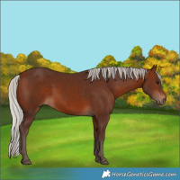 Horse Color:Silver Bay 