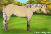 Horse Color:Silver Buckskin Dun Rabicano 