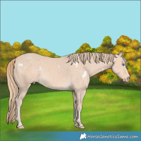 Horse Color:White Spotted Perlino 