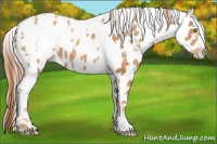 Horse Color:Gold Champagne Appaloosa  and Gold Champagne Appaloosa 