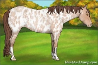 Horse Color:Amber Champagne Roan Appaloosa Rabicano  and Amber Champagne Roan Appaloosa Rabicano 