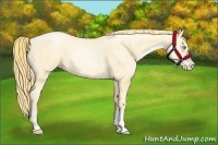 Horse Color:Buckskin Roan Pearl  and Buckskin Roan Pearl Splash 