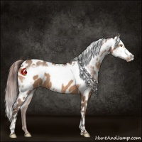 Horse Color:Sable Champagne Appaloosa  and Sable Champagne Frame Appaloosa 