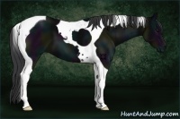 Horse Color:Midnight Black Tobiano 
