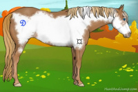 Horse Color:Chestnut Frame