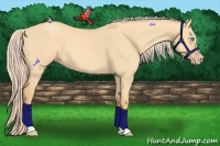 Horse Color:Gold Cream Champagne Dun 