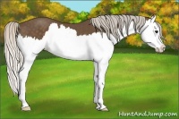 Horse Color:Silver Black Splash 